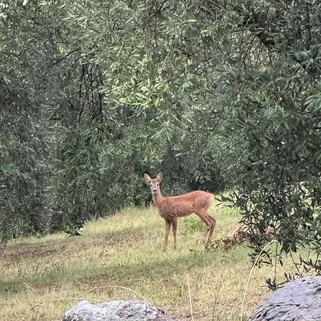 Casa de Férias Il Borgo Delle Stelle Colle del Marchese
