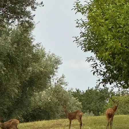 Il Borgo Delle Stelle 펜션 *