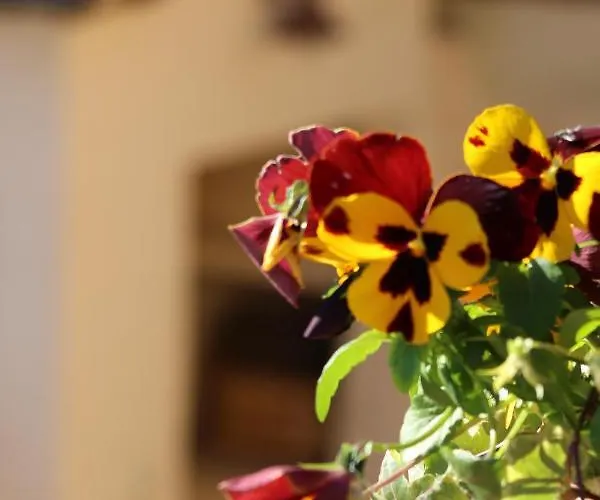 펜션 Il Borgo Delle Stelle *