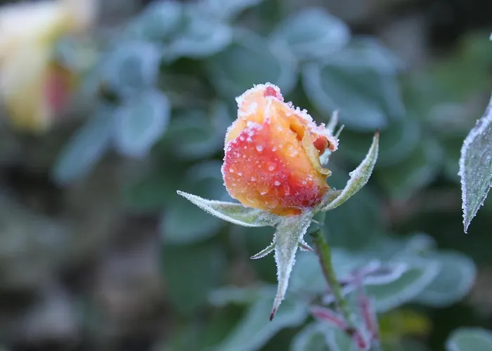 Il Borgo Delle Stelle 別荘 *