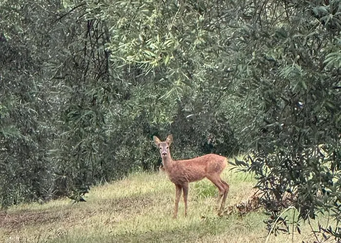 別荘 Il Borgo Delle Stelle Colle del Marchese